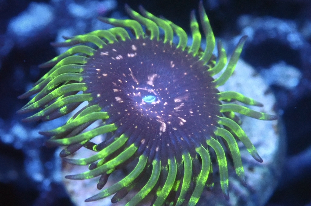 Z4 鈕扣（FRAG座2CM）