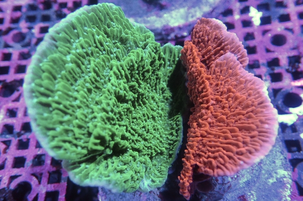 Mon 2 瓦片拼盤（大約3.5吋）