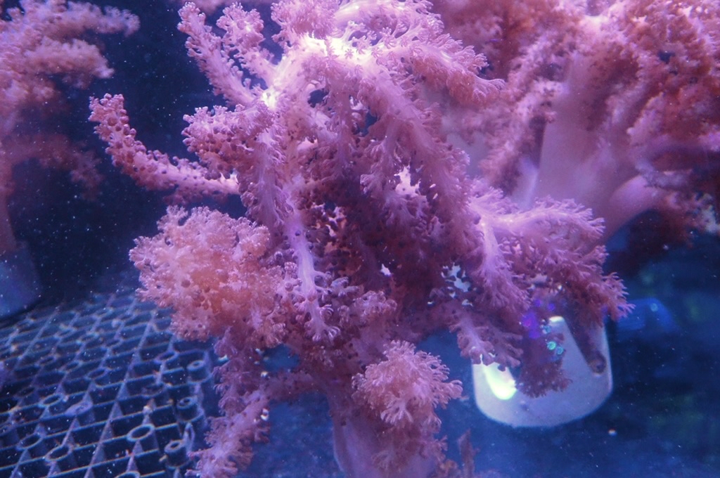 Tree 10 九尾狐 （開約8x5吋）