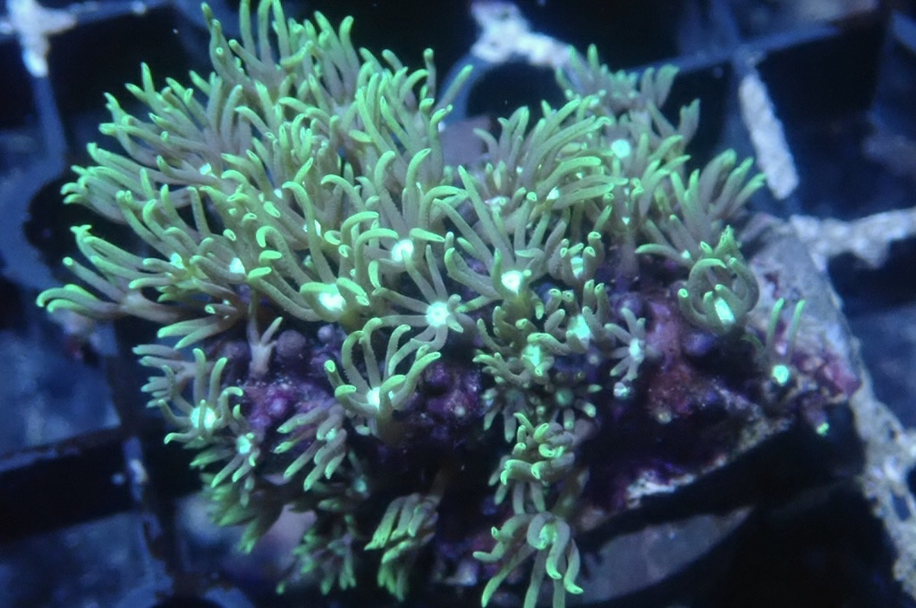 Green 8 草皮 （frag座3.5cm）