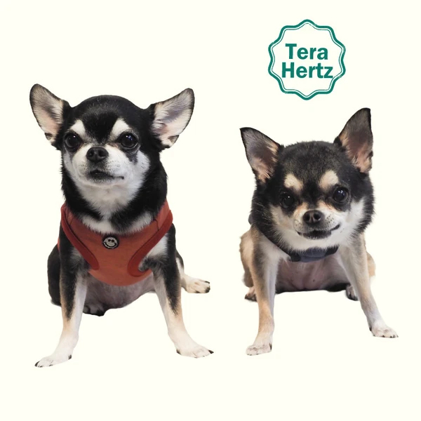 日本製🇯🇵 毛孩照護與保養犬服 團購優惠開跑