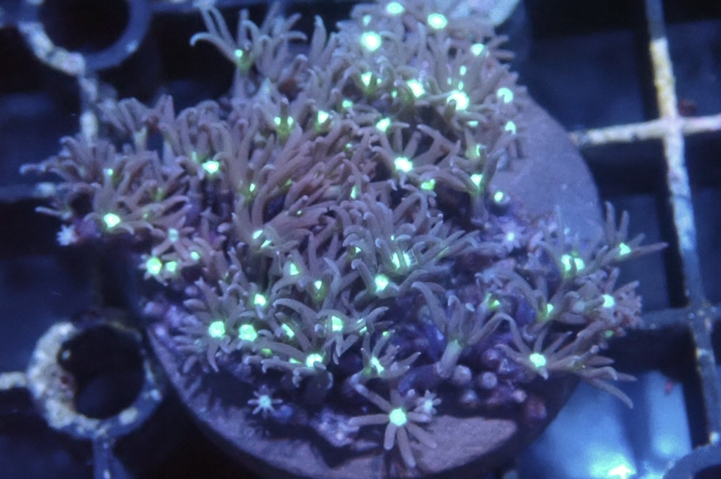 Green 3  草皮（開大約1.5吋）