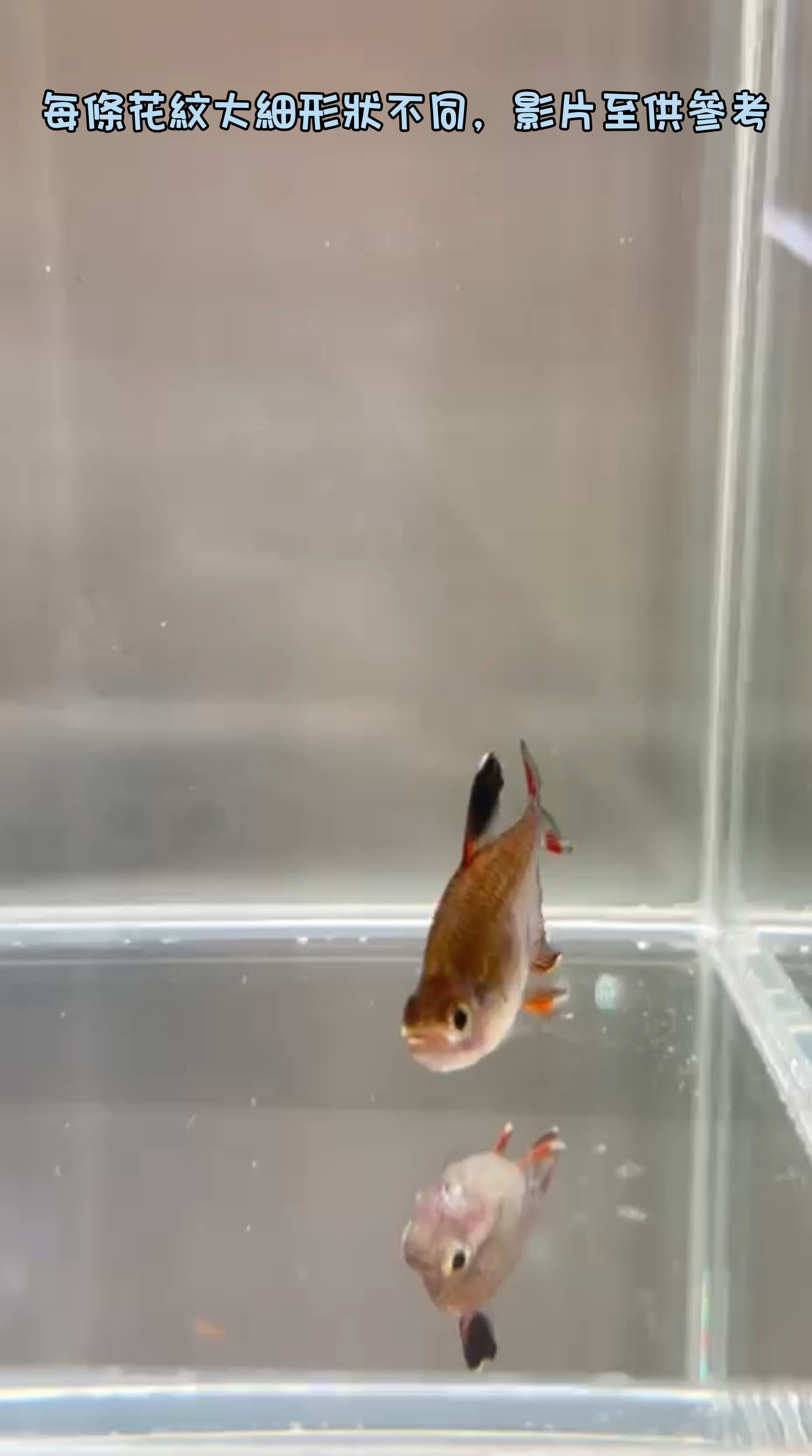 粉紅旗燈魚