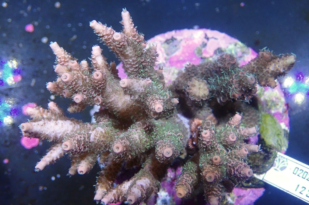 A9 原件魚鱗角（開大約4.吋）