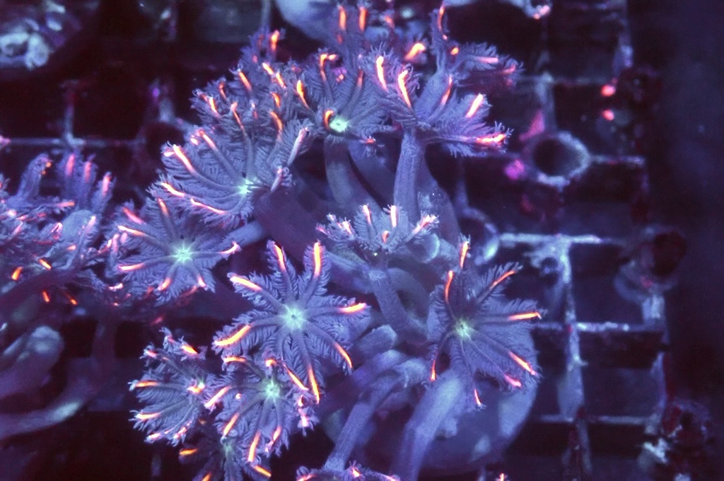 SF4 大手星花（開大約1.5吋）