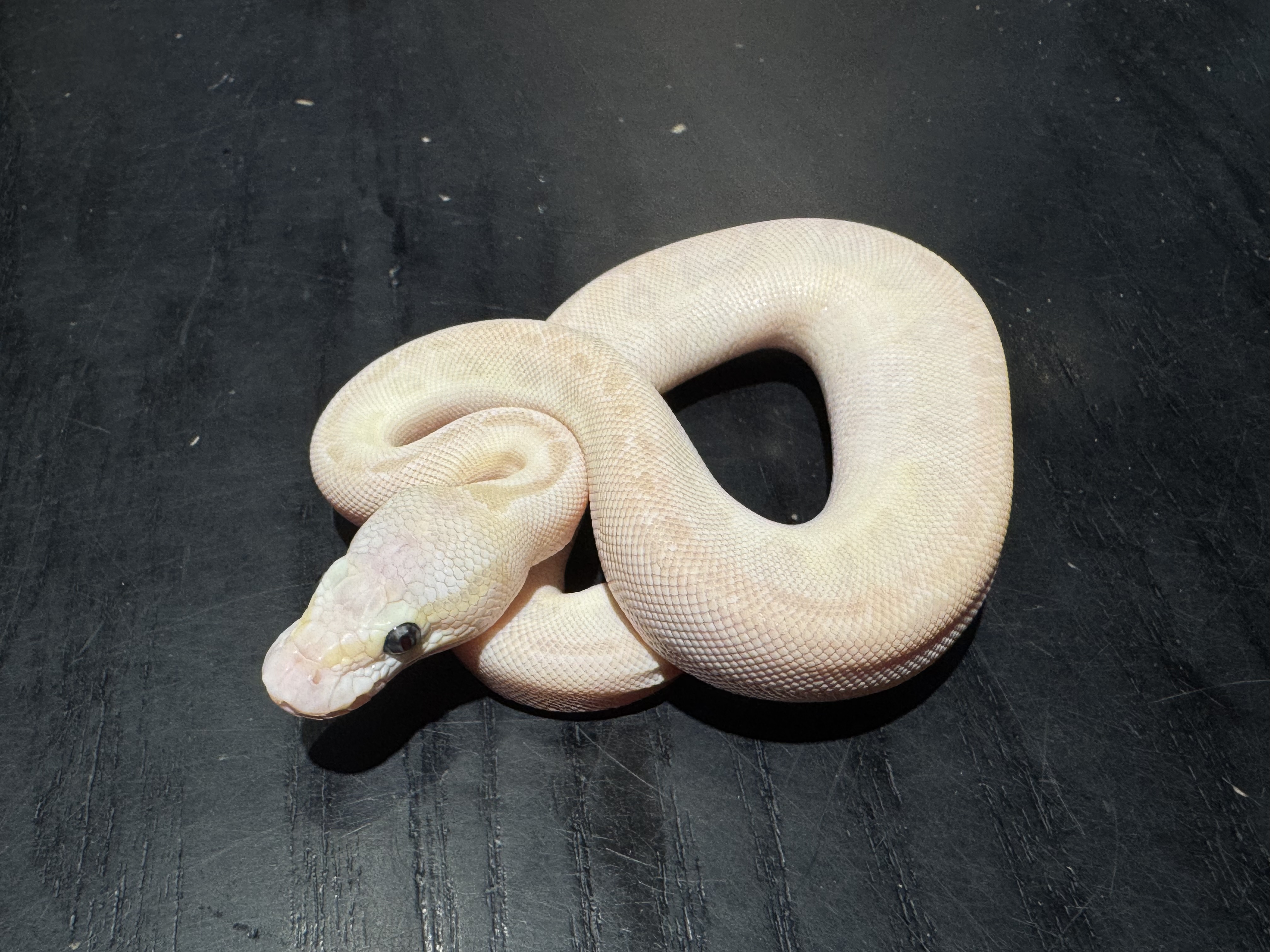 26 Special Lesser poss Spornose 1.0