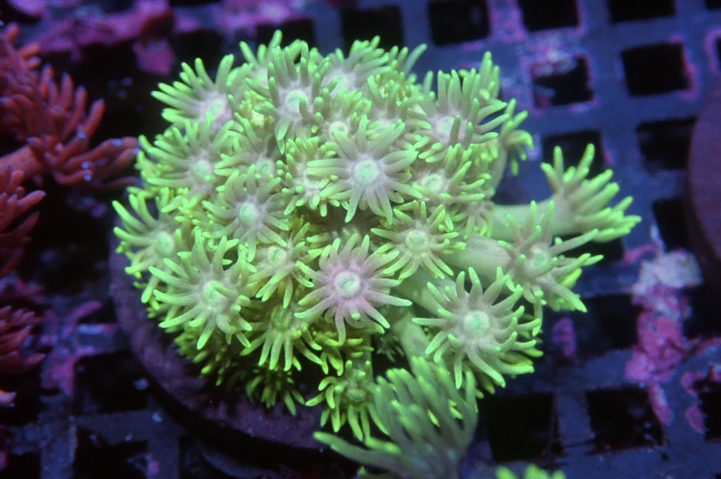 MG14 寶石花仔（frag座3.5cm)