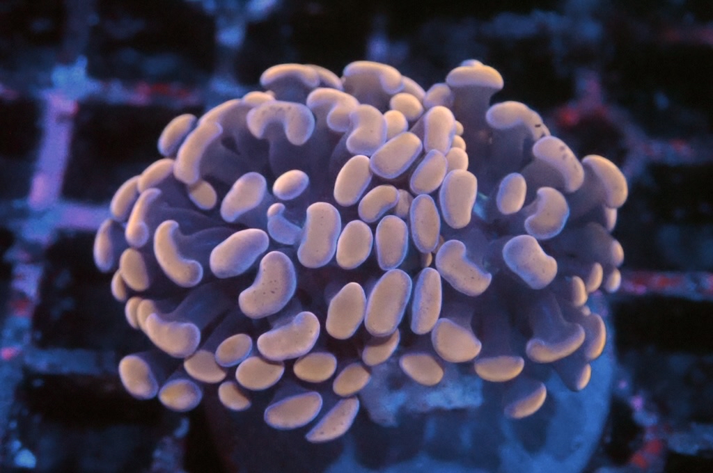 H16 橙豬腰（開大約2.吋）