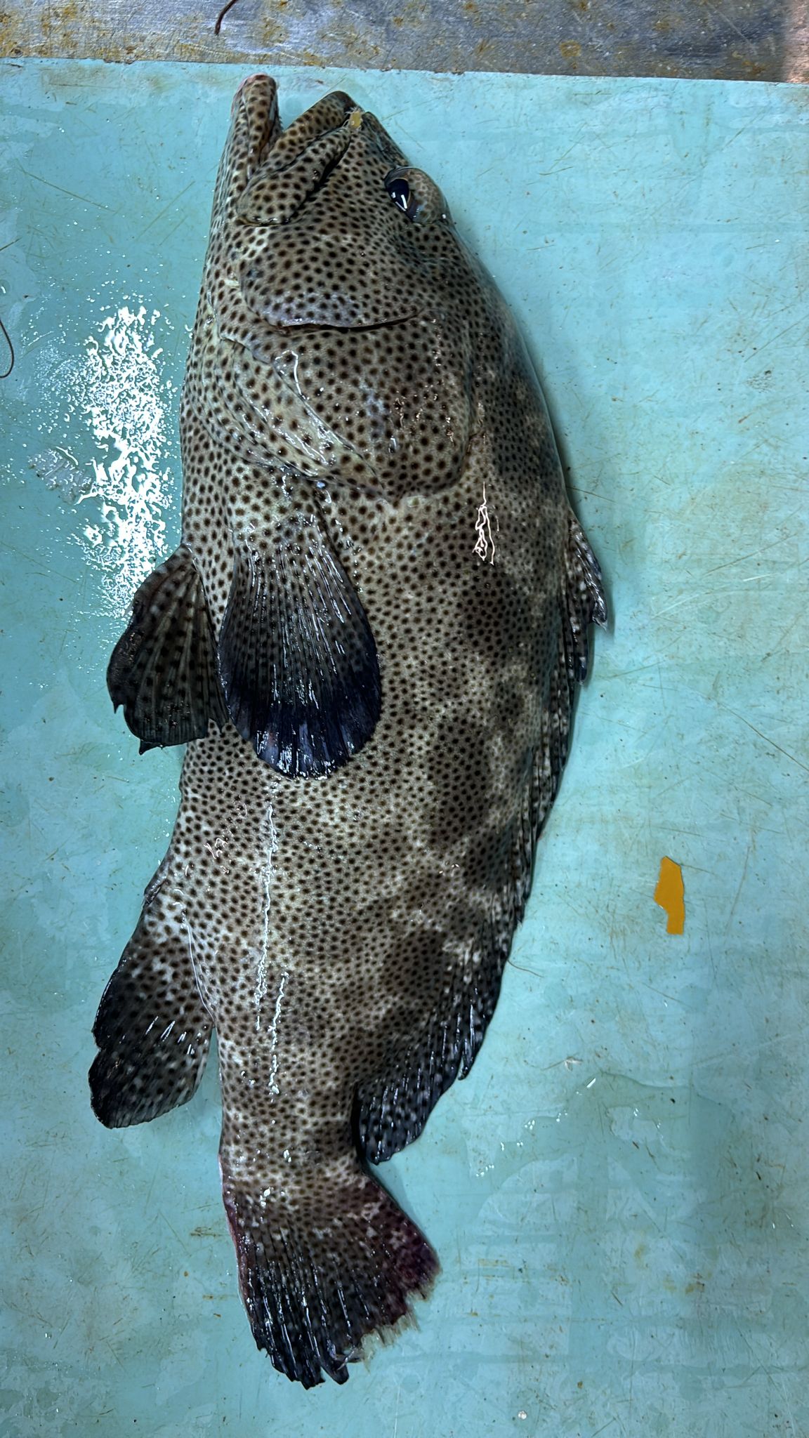 野生海杉斑