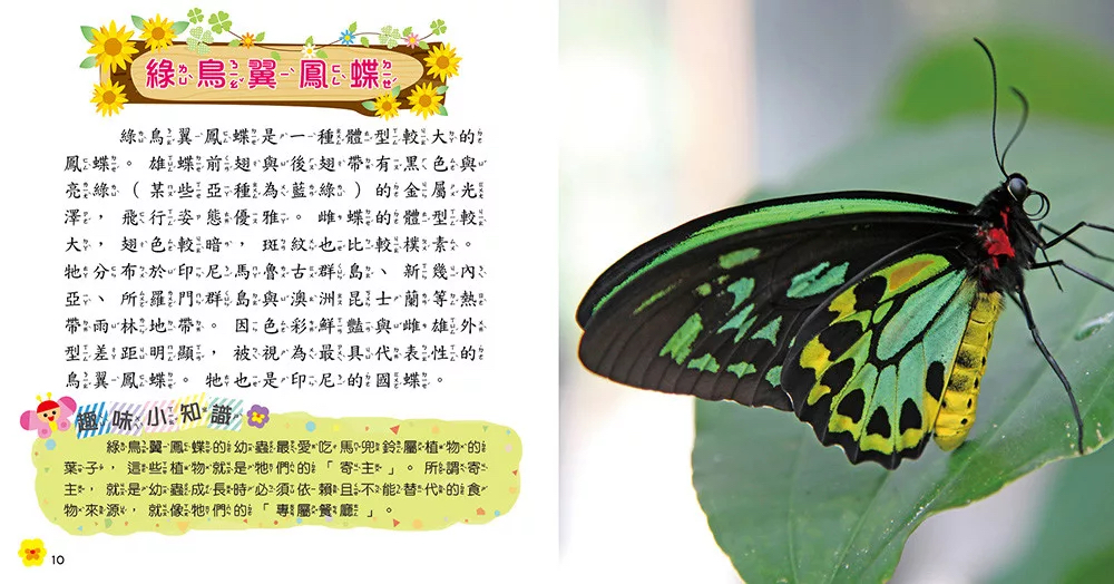 🔸預購貨品🔸蝴蝶小百科