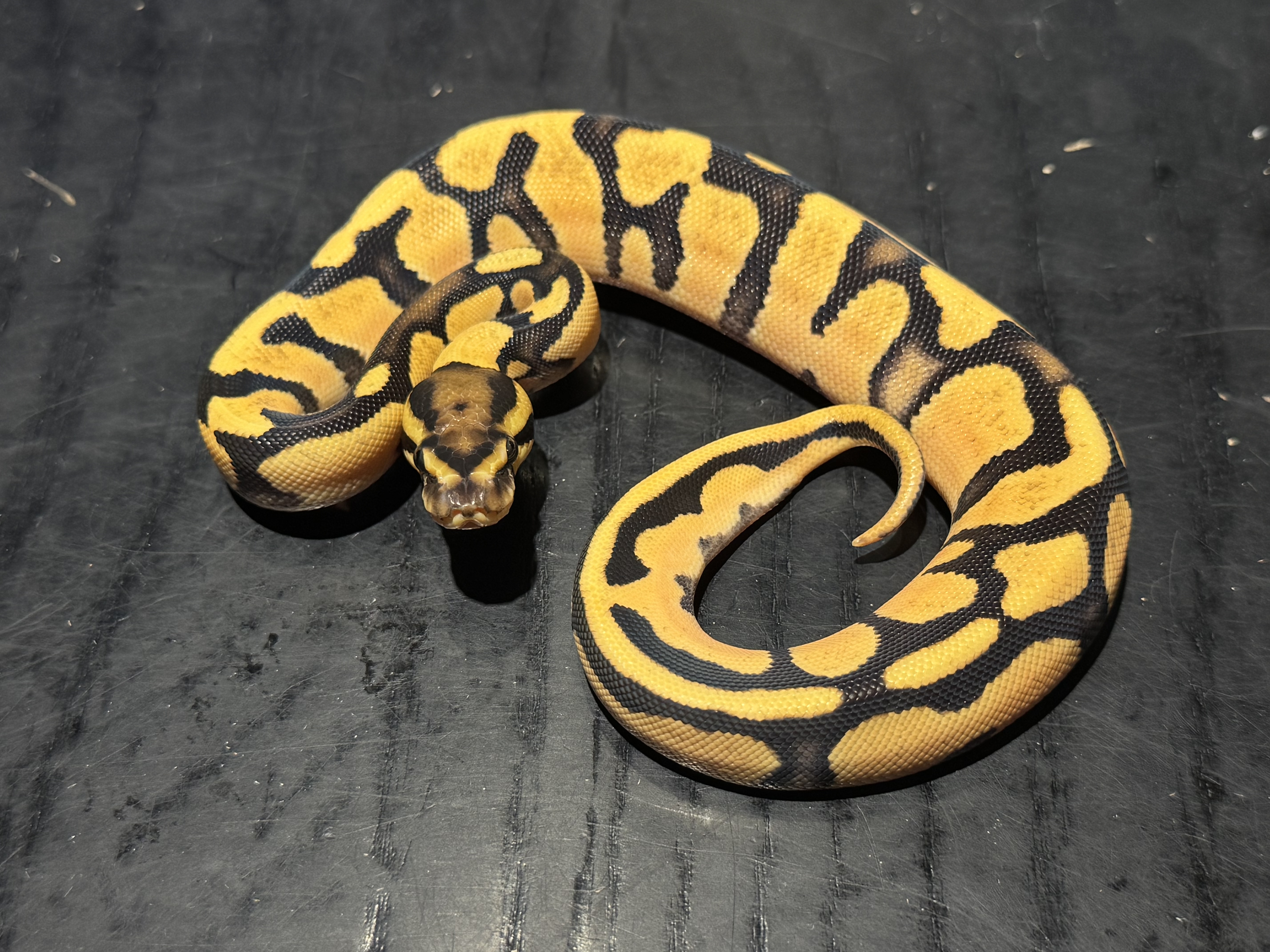 26 Super Orange Dream 0.1