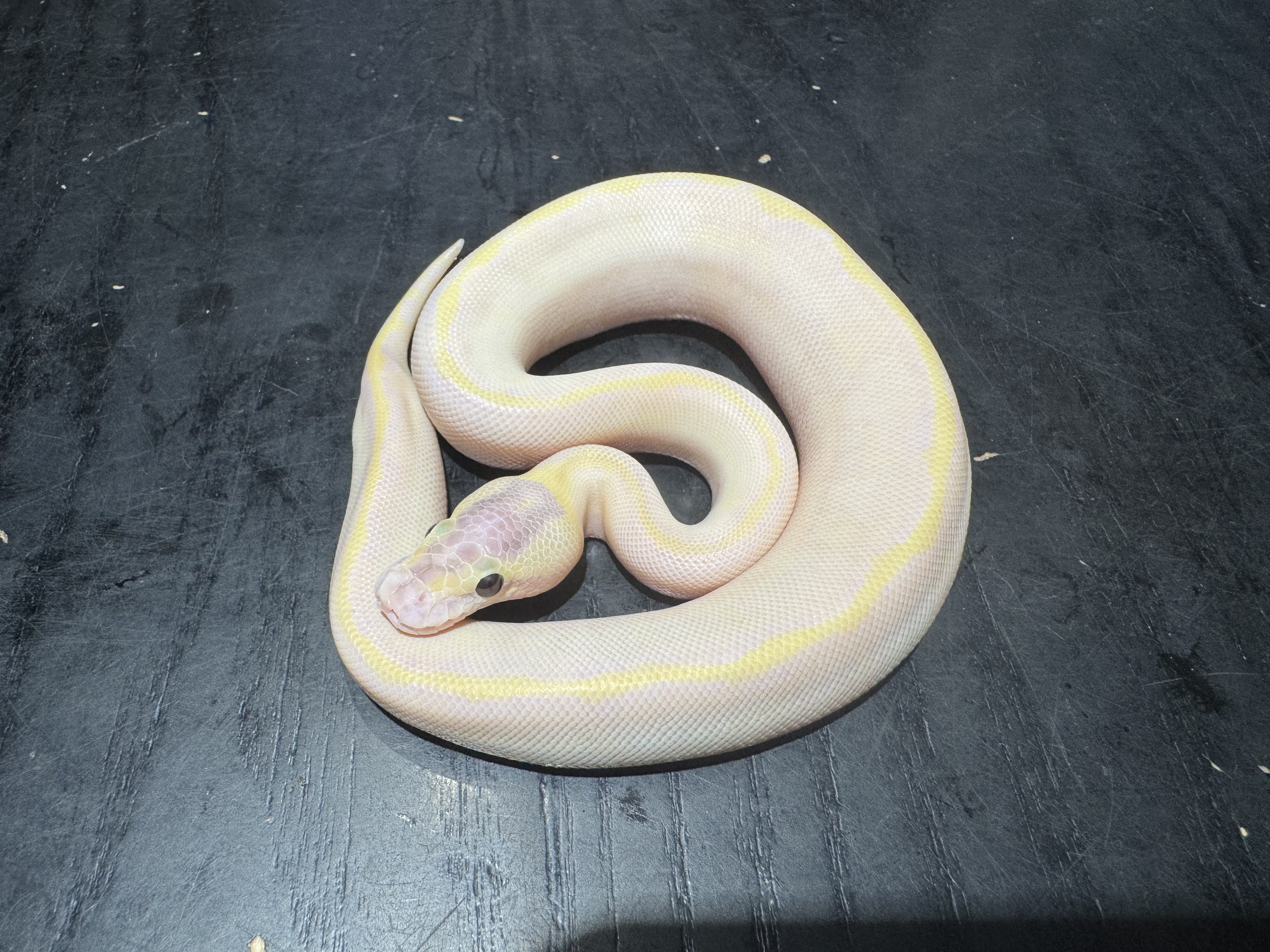 26 Pastel Banana Ivory Poss Enchi 0.1