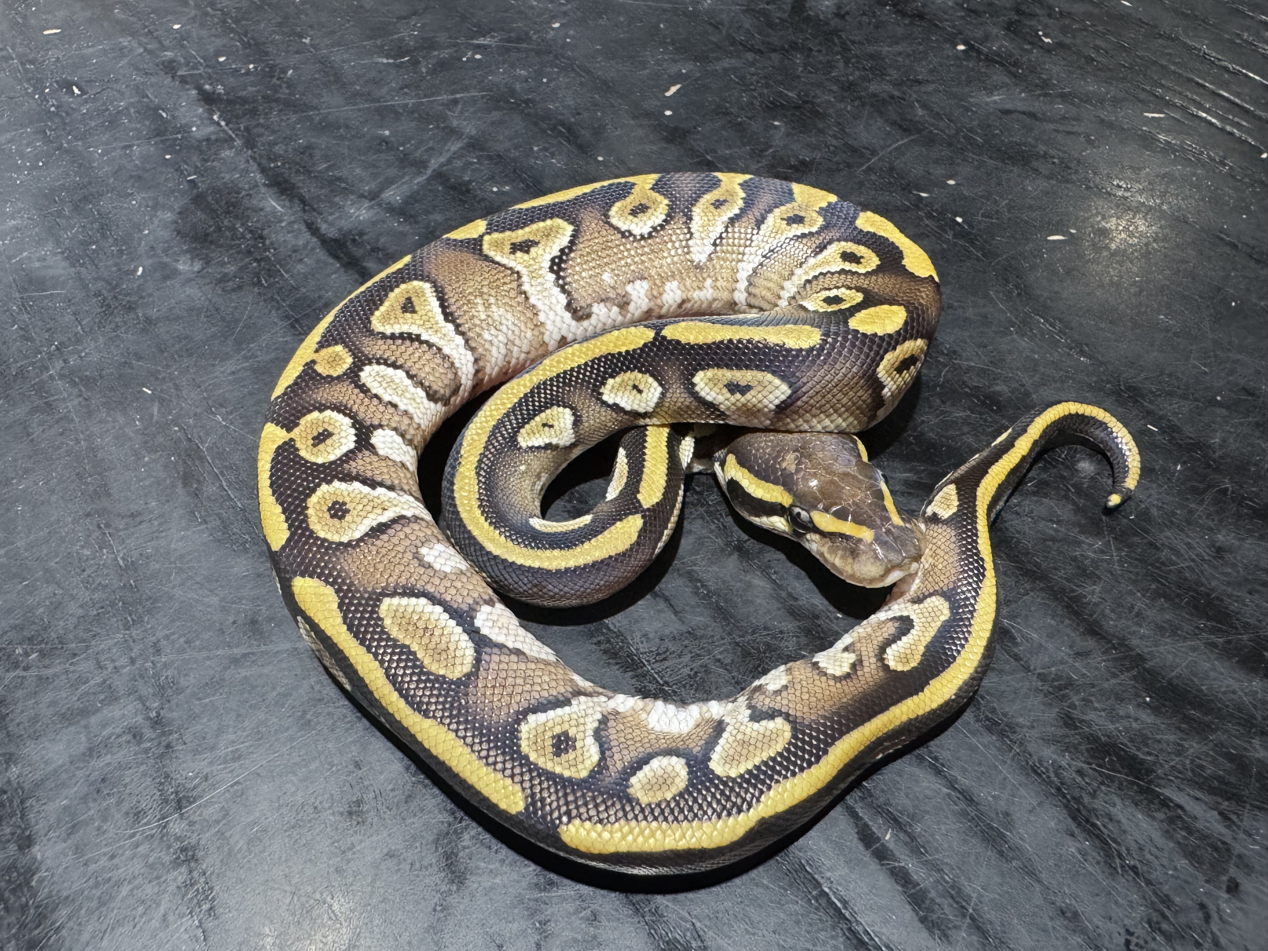 26 Mojave 1.0