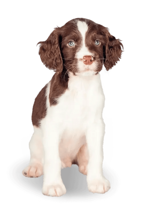 ADVANCE特殊護理幼犬糧 – 過敏護理3KG（適合2至12個月之幼犬）