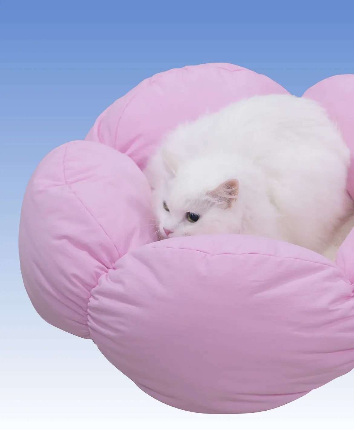 韓國🇰🇷Curvy Nest