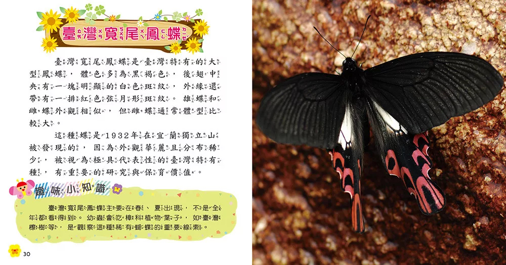 🔸預購貨品🔸蝴蝶小百科