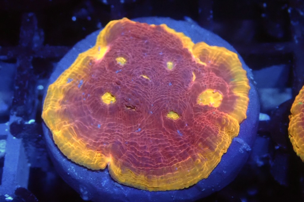 CH3 調色盤（開大約1.5 吋）