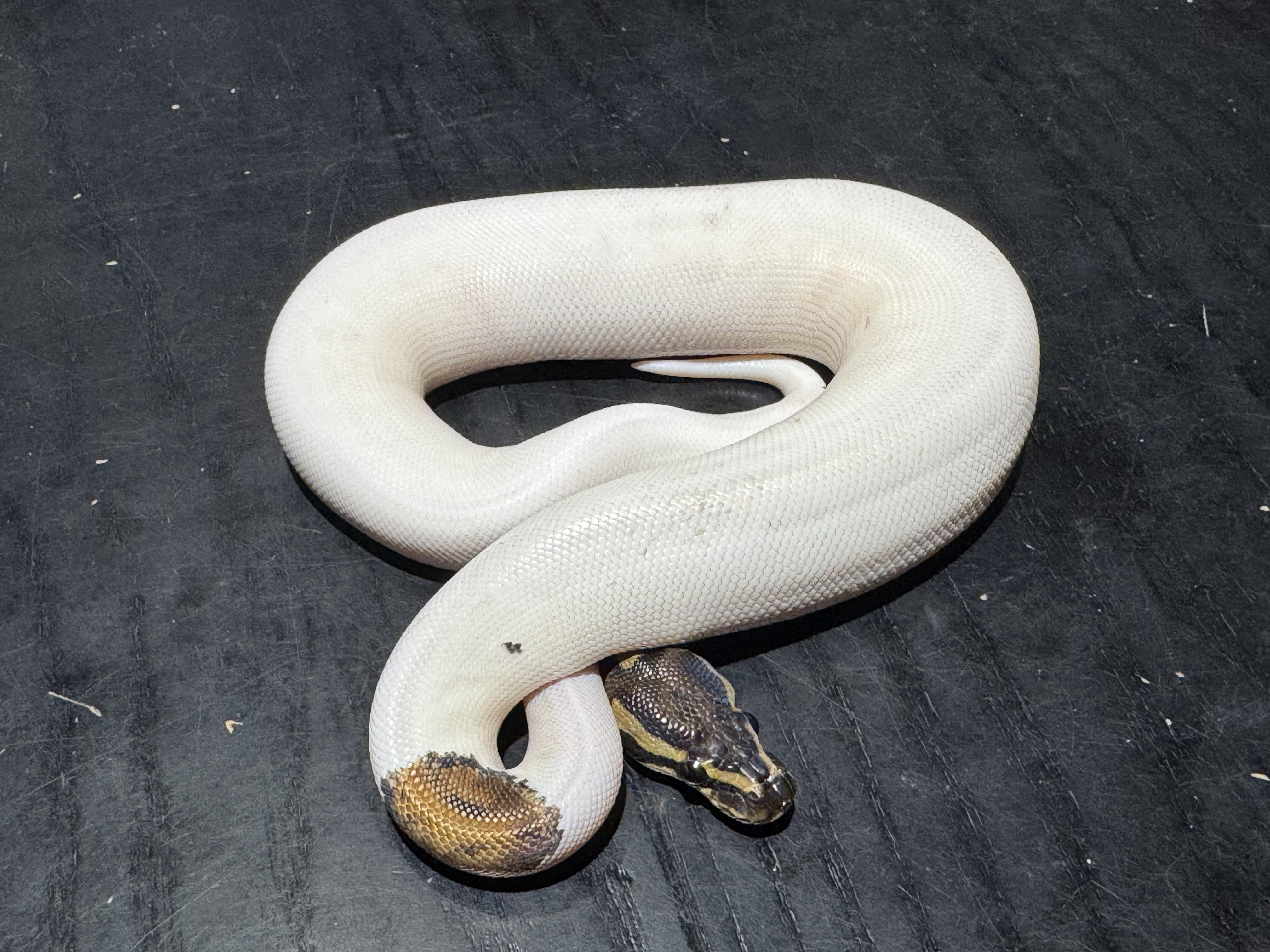 25 Pied 0.1