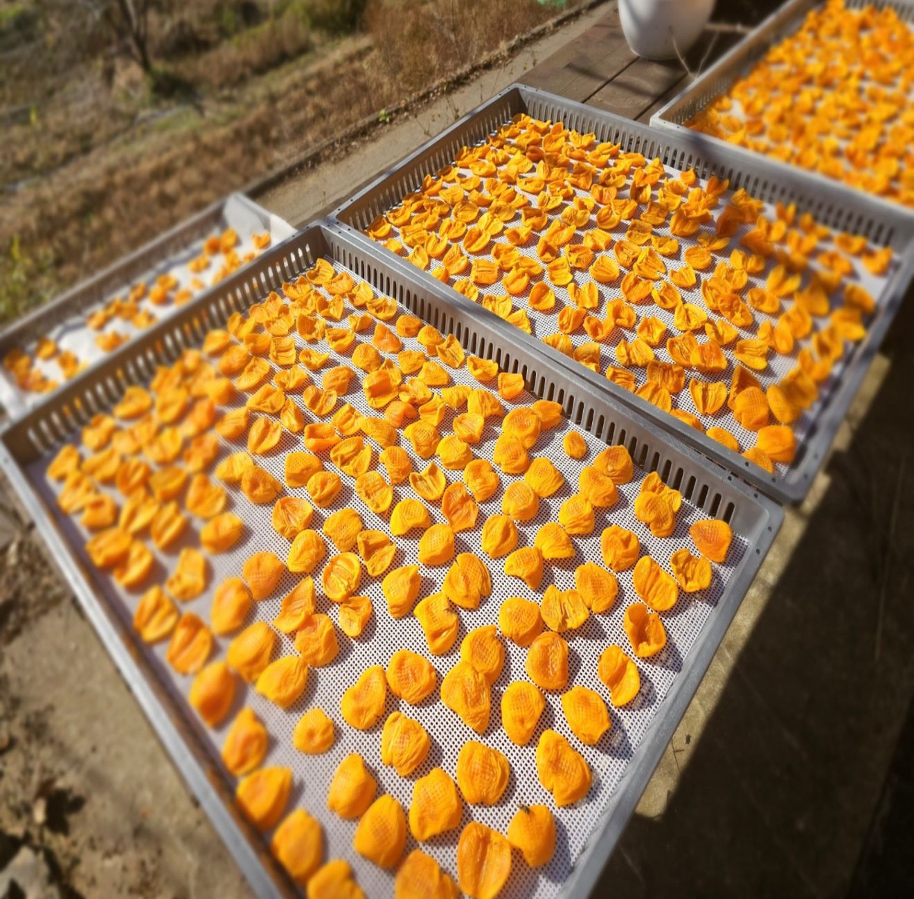 韓國農場直送🇰🇷新鮮香甜軟糯智異山三清柿餅 500g 特級半乾柿餅