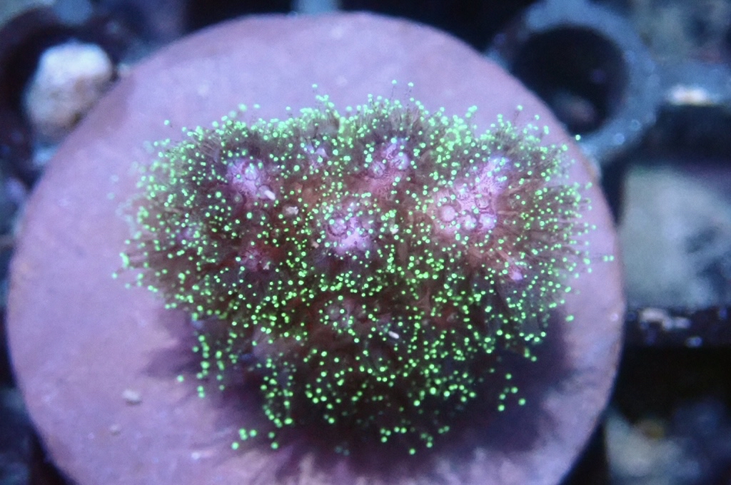 K1  光纖圖釘（FRAG座3.5CM）