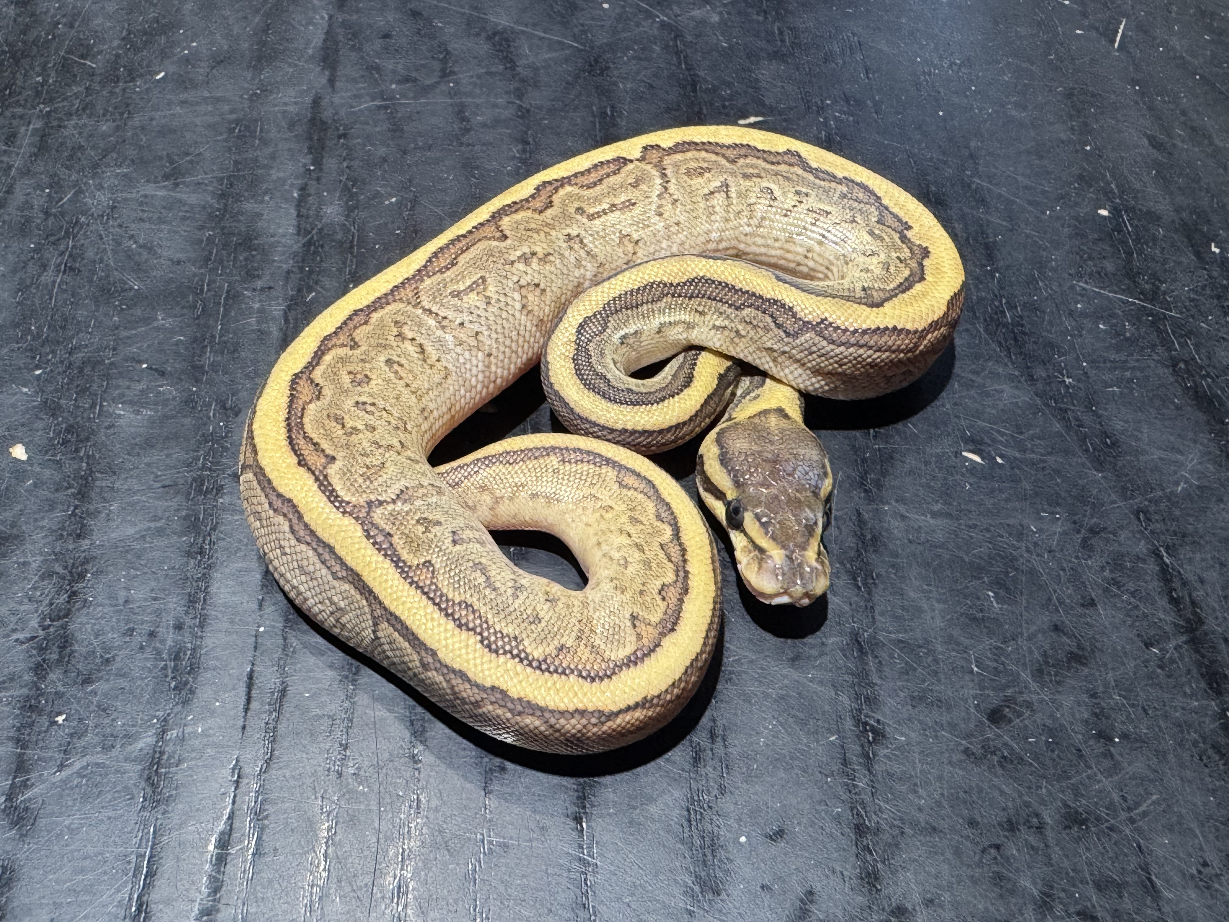 26 Mojave Pinstripe 0.1
