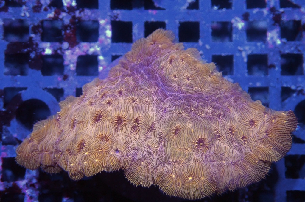 N9 (開大約1.5吋）