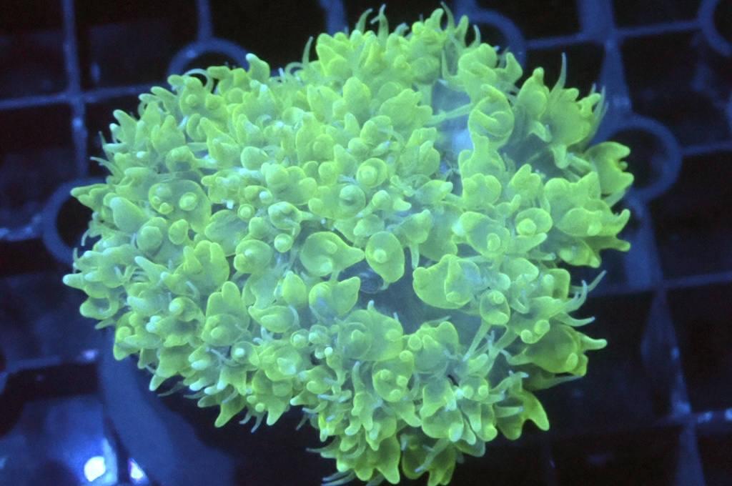 Bu 2 綠珍珠波子（開大約2.5吋）