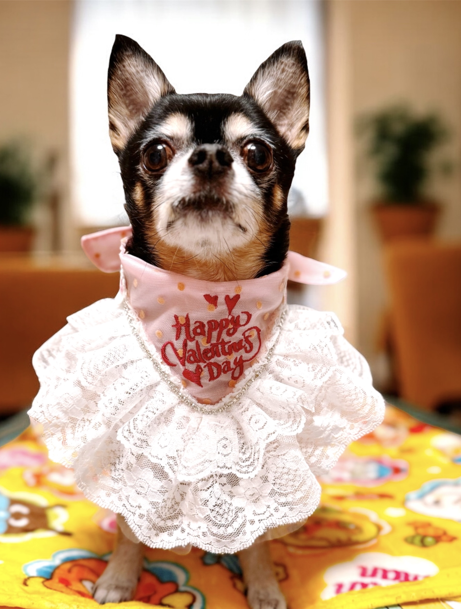 情人節限定 客製化刺繡 毛孩的浪漫刺繡蕾絲領巾 