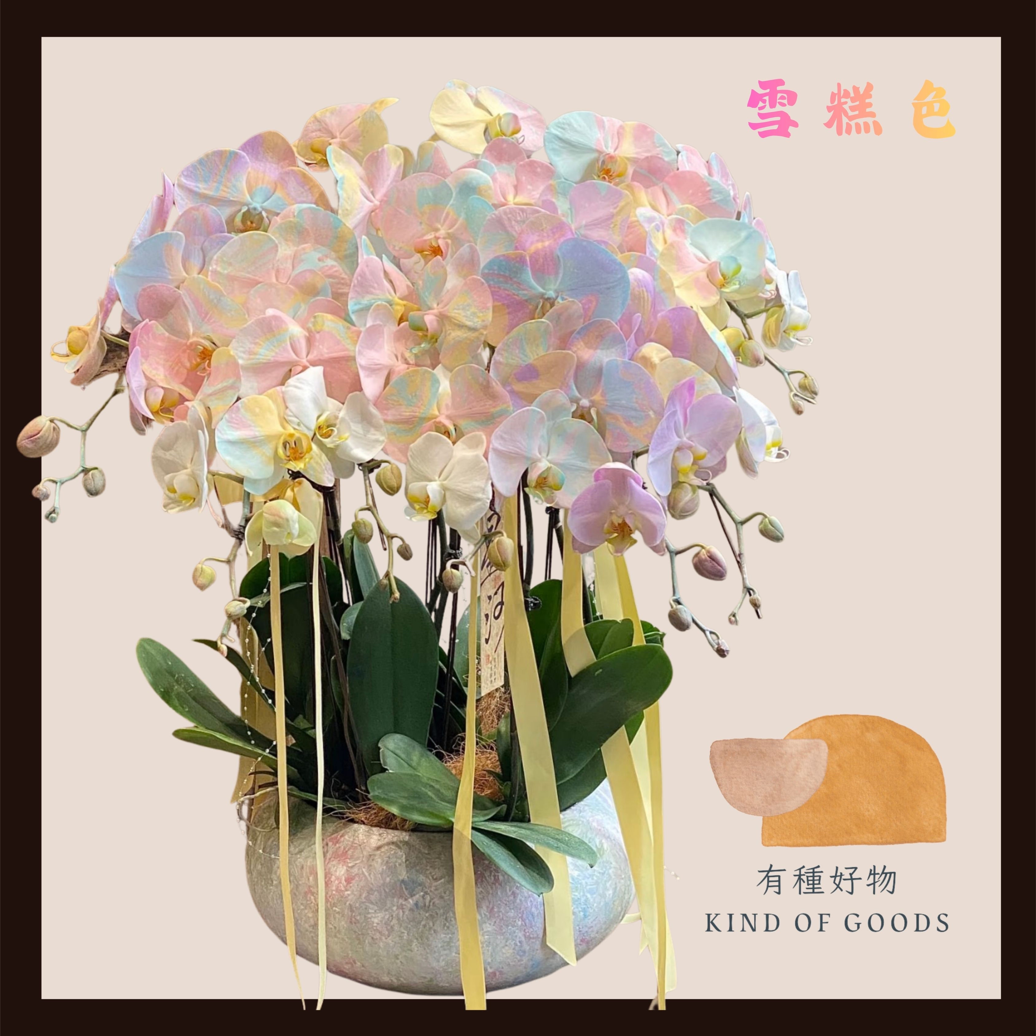 雪糕顏色 蘭花盆景