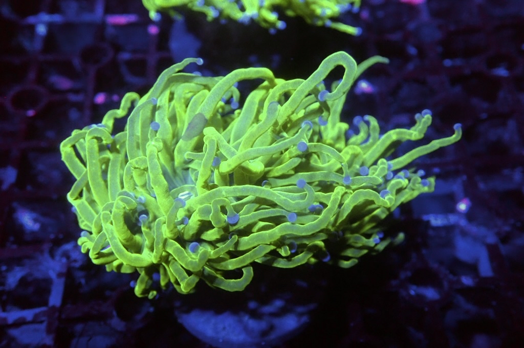 T9 藍點綠火柴（開大約2.5吋）