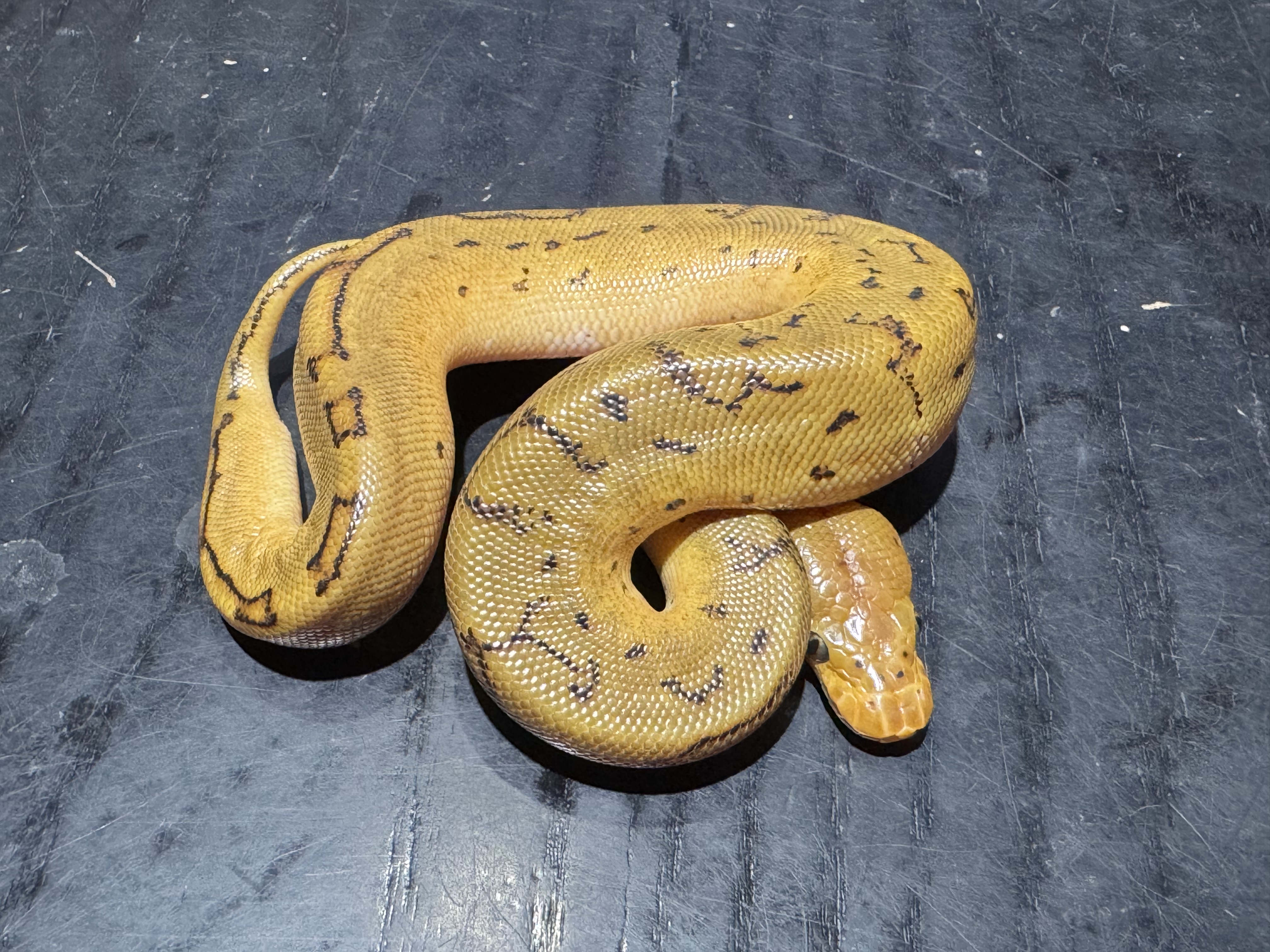 26 Orange Dream Pinstripe Clown 1.0