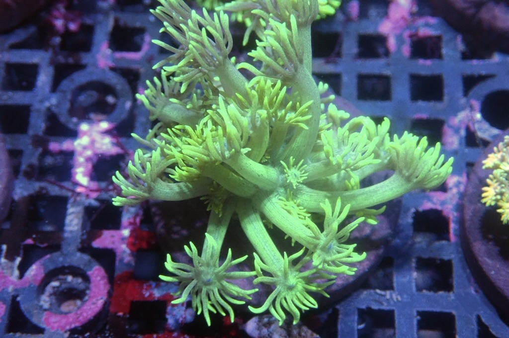 MG13 寶石花仔（frag座3.5cm)