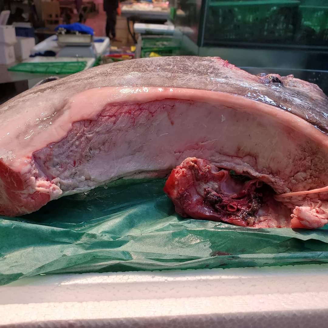 🇯🇵日本直送冰鮮藍鰭拖羅魚鮫🐟🍣🍶