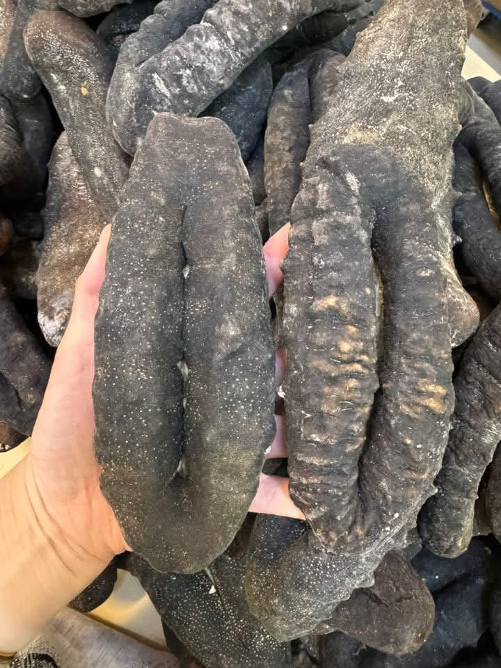 恒发海味 ‖ 3-5支马尔代夫猪婆参 Maldives Sea Cucumber 1PCS 3-5倍发头