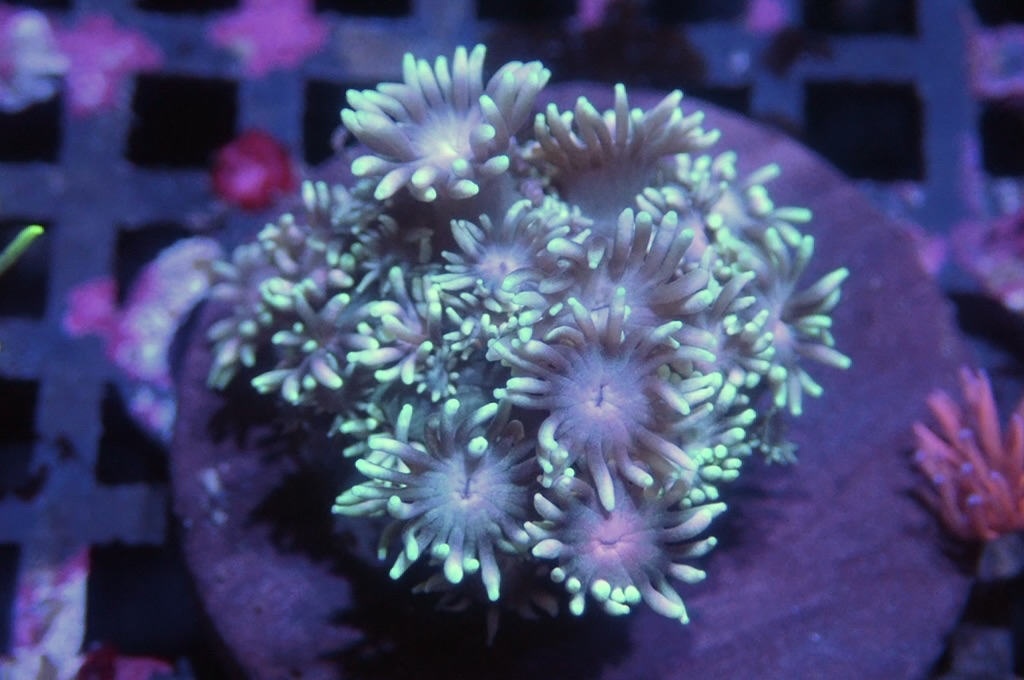 MG7 寶石花仔（frag座3.5cm)