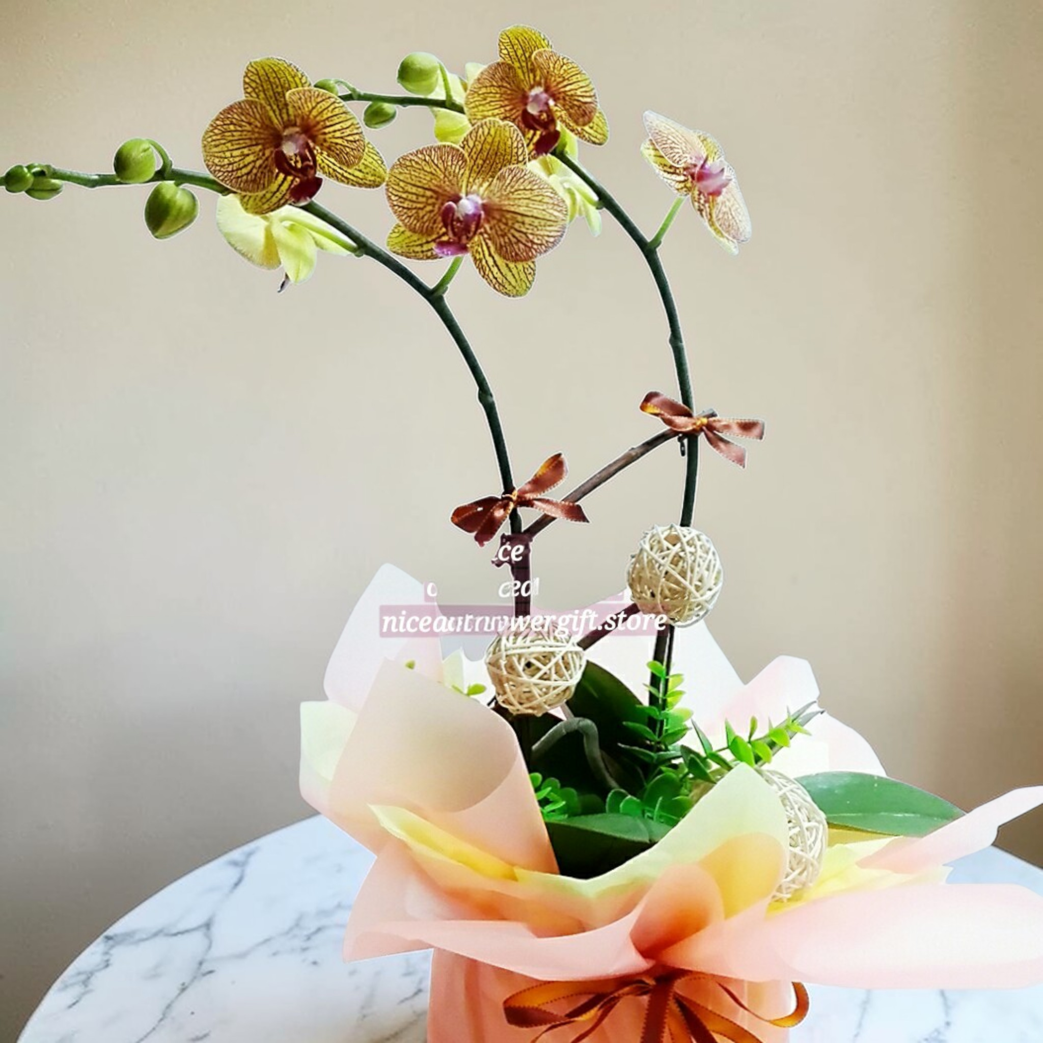 BO04 蝴蝶蘭枱花