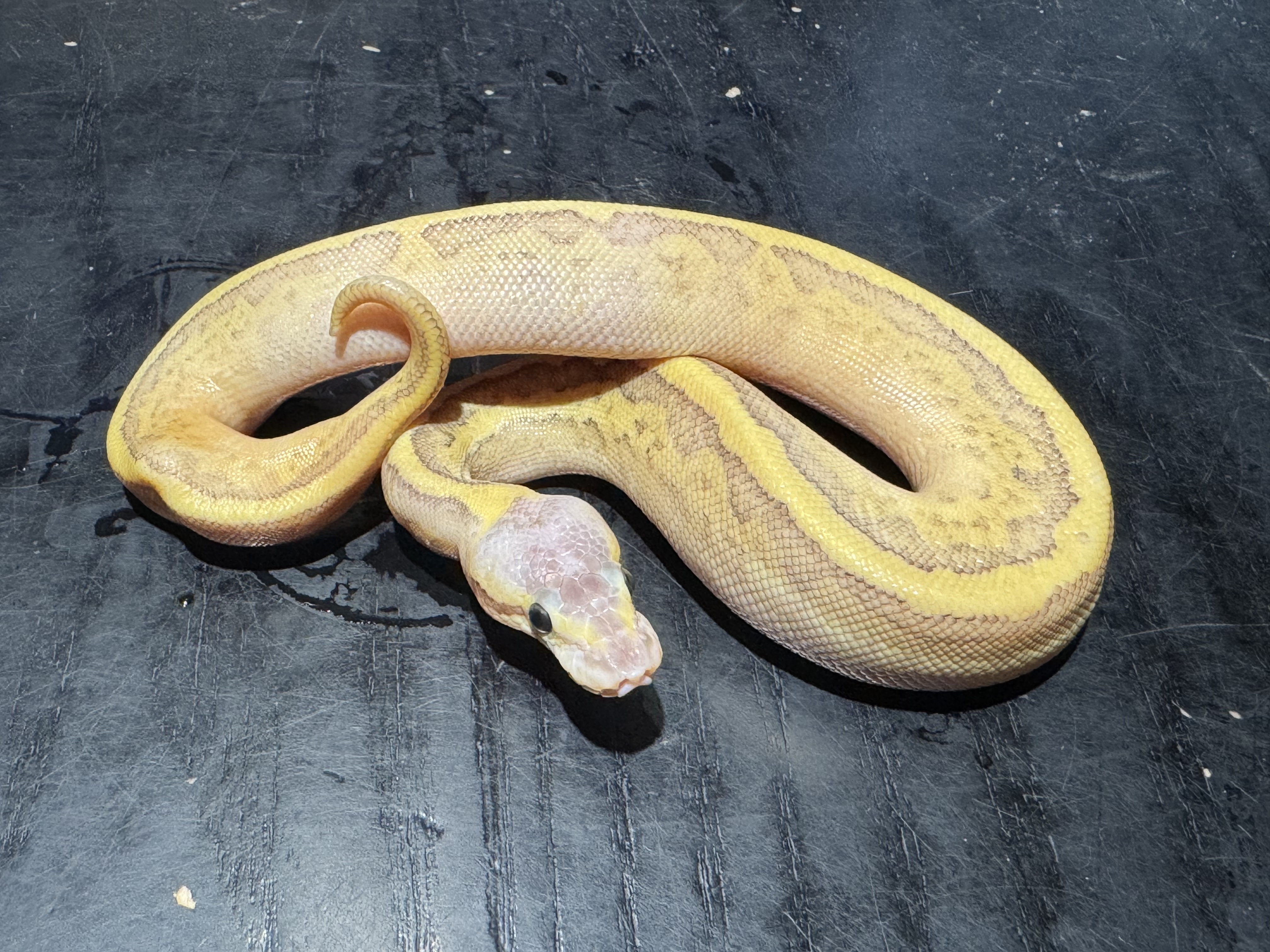 26 Pastel Fire Butter Pinstripe（不全品）0.1
