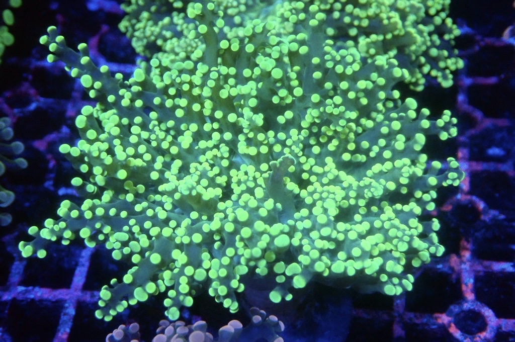 F7 啫喱 （開大約4.5吋）