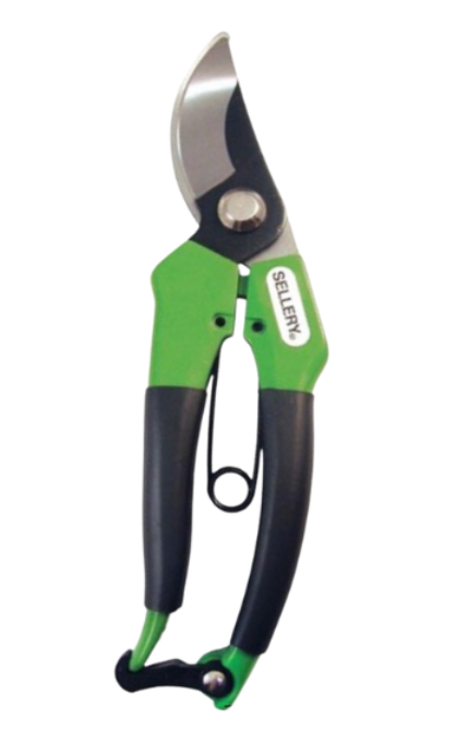 Sellery花枝剪Y66175