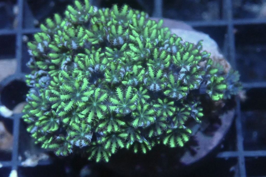 GB4 細種星花 （frag座3.5cm）