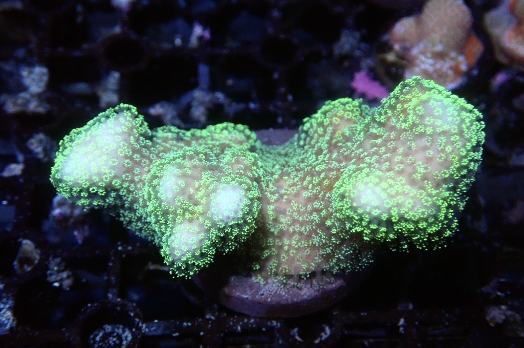 K11 螢光綠貓骨 （FRAG座3.5CM）