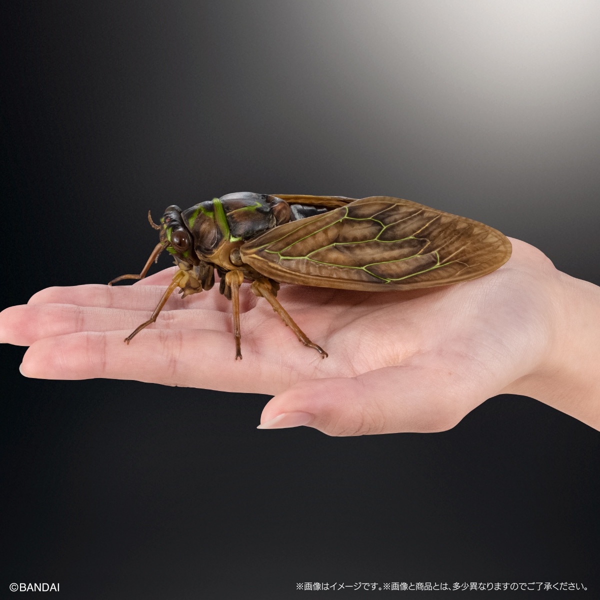 (預訂訂金 $100) (總價 $300) (Gashapon Online 限定) Bandai 生物大圖鑑 大棕色蟬 02 展示支架套裝 扭蛋 (行版) Cicada 02 Large Brown Cicada Display Stand Set