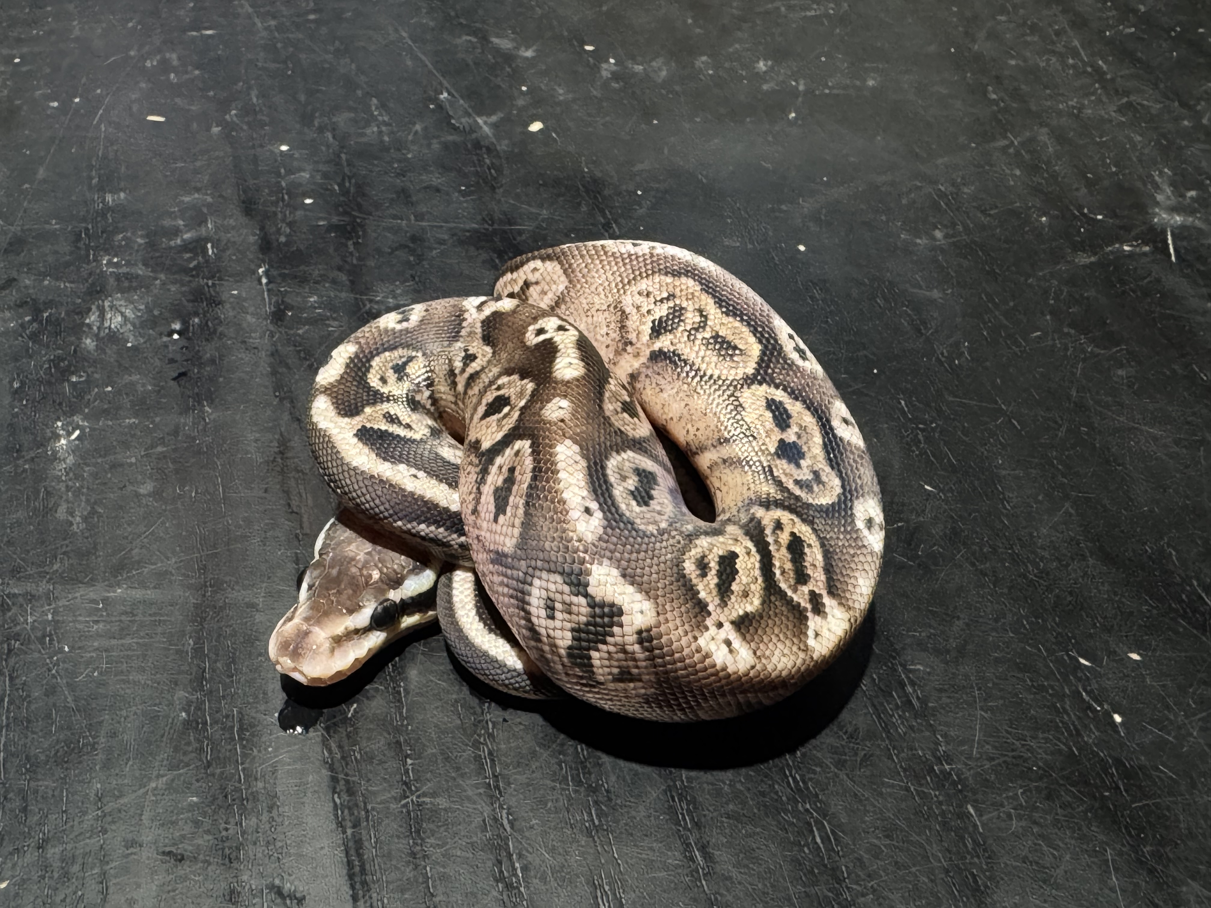 26 Pastel Black Pastel 50% het Ghost 0.1