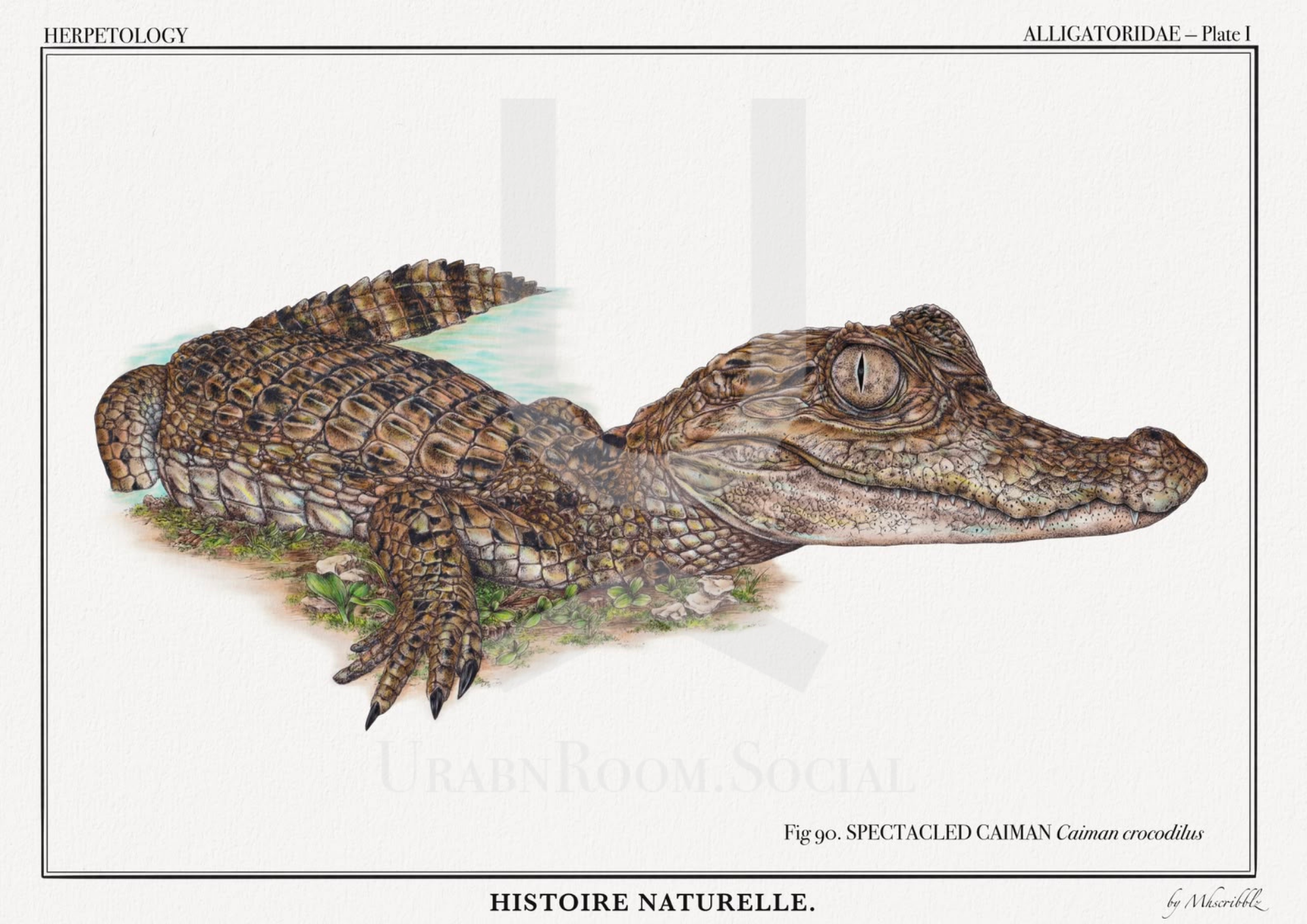 Mhscribblz - A3 ART PRINT Alligator