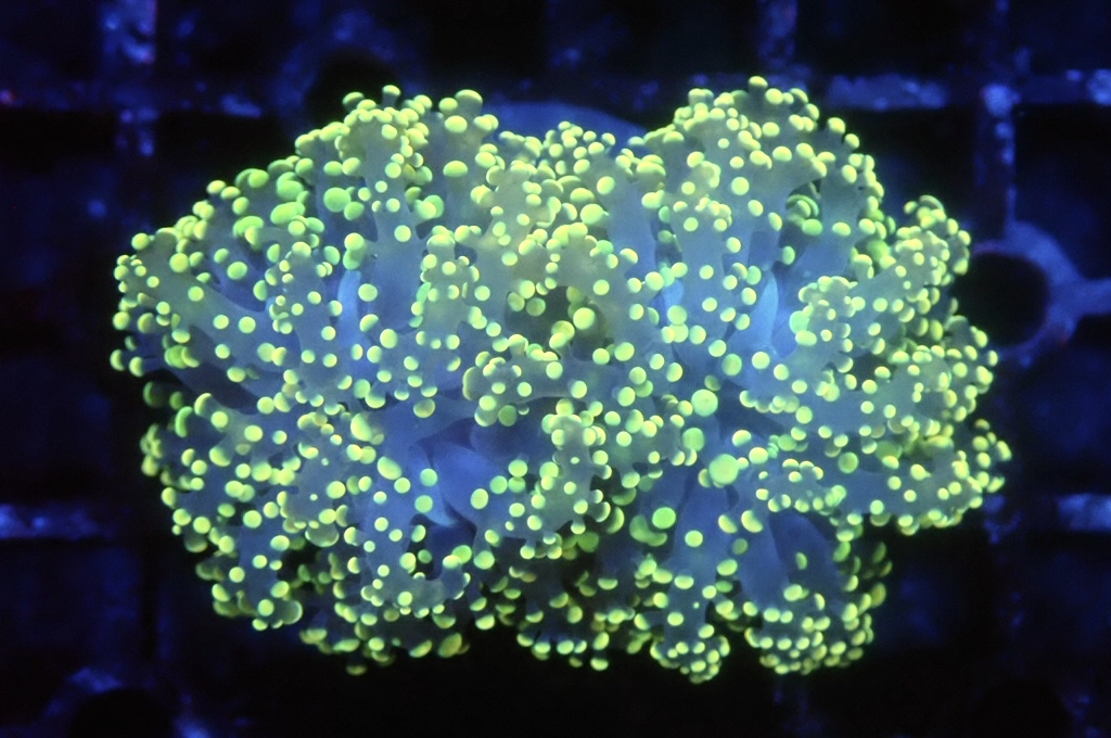 F1 啫喱 （開大約2.5吋）