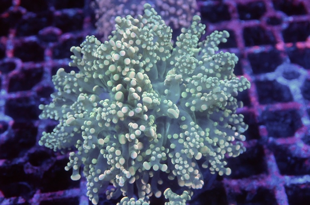 F14 啫喱 （開大約3.5吋）