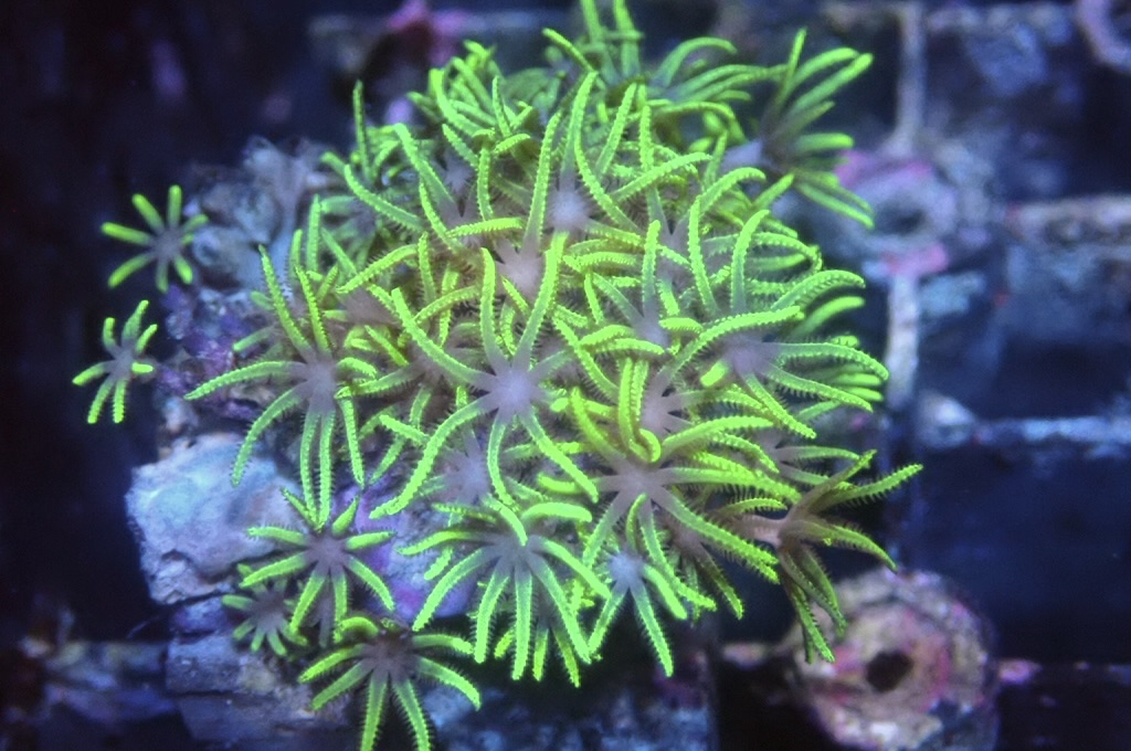 Green 8  綠草皮（開大約1.5吋）