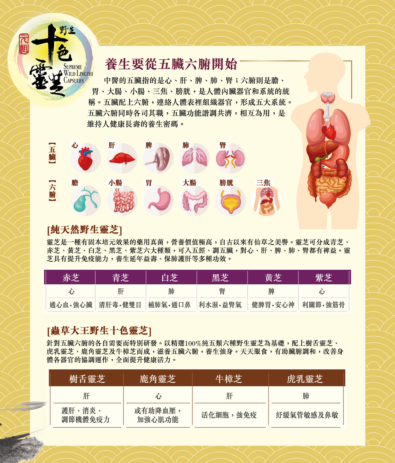❤️元祖野生十色靈芝❤️ (樹舌靈芝,鹿角靈芝,牛樟芝,虎乳靈芝, 赤芝,青芝,白芝,黑芝,黃芝,紫芝.)超級强👍🤣