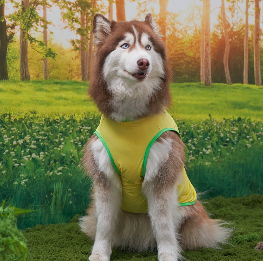 *Super Pet🇰🇷狗狗涼感背心(DG416) 尺碼S-6XL