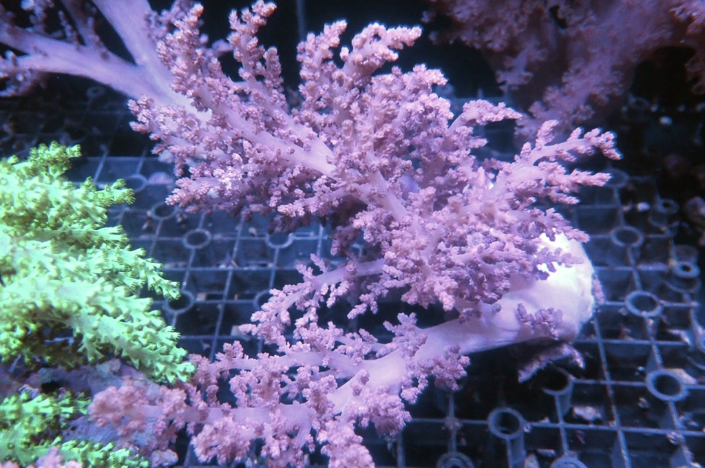 Tree 12 肯亞樹 （開大約6.5吋高）